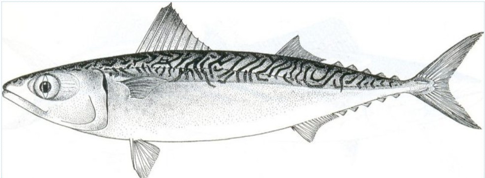 Mackerel